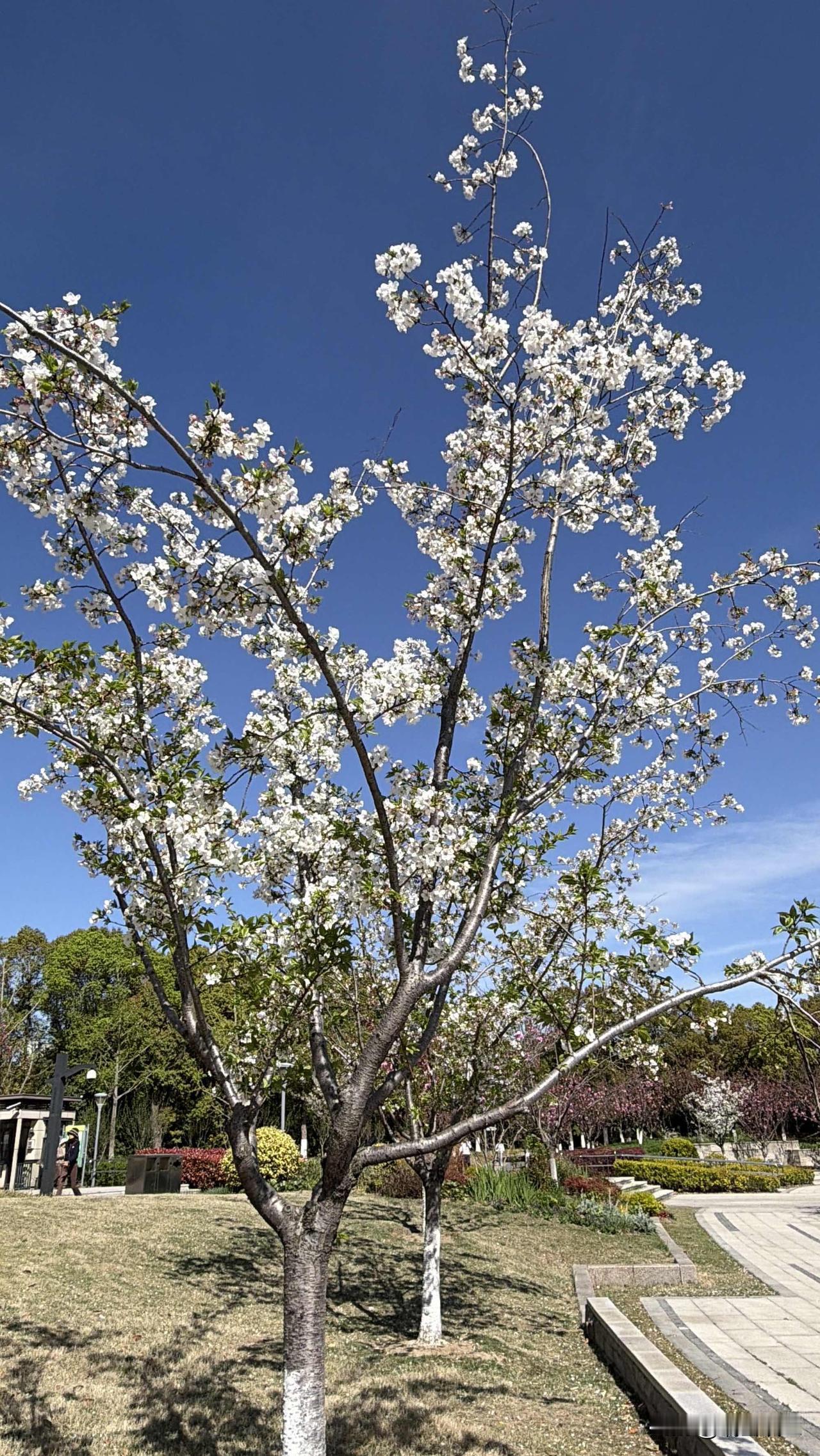 一觉醒来，嗓子沙哑的说不出话来。


前天感觉有点发烧，浑身疼痛，嗓子不舒服，再
