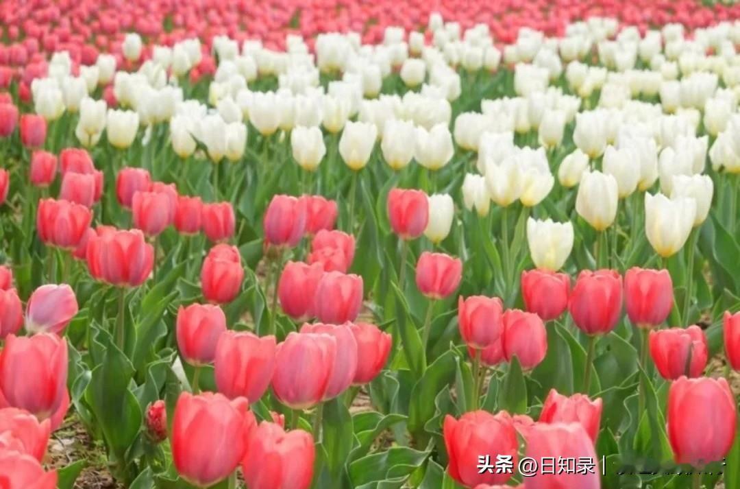 心种平静，静待花开；心有静气，万事可期。此刻种下的每一份从容与安宁，都会在岁月里