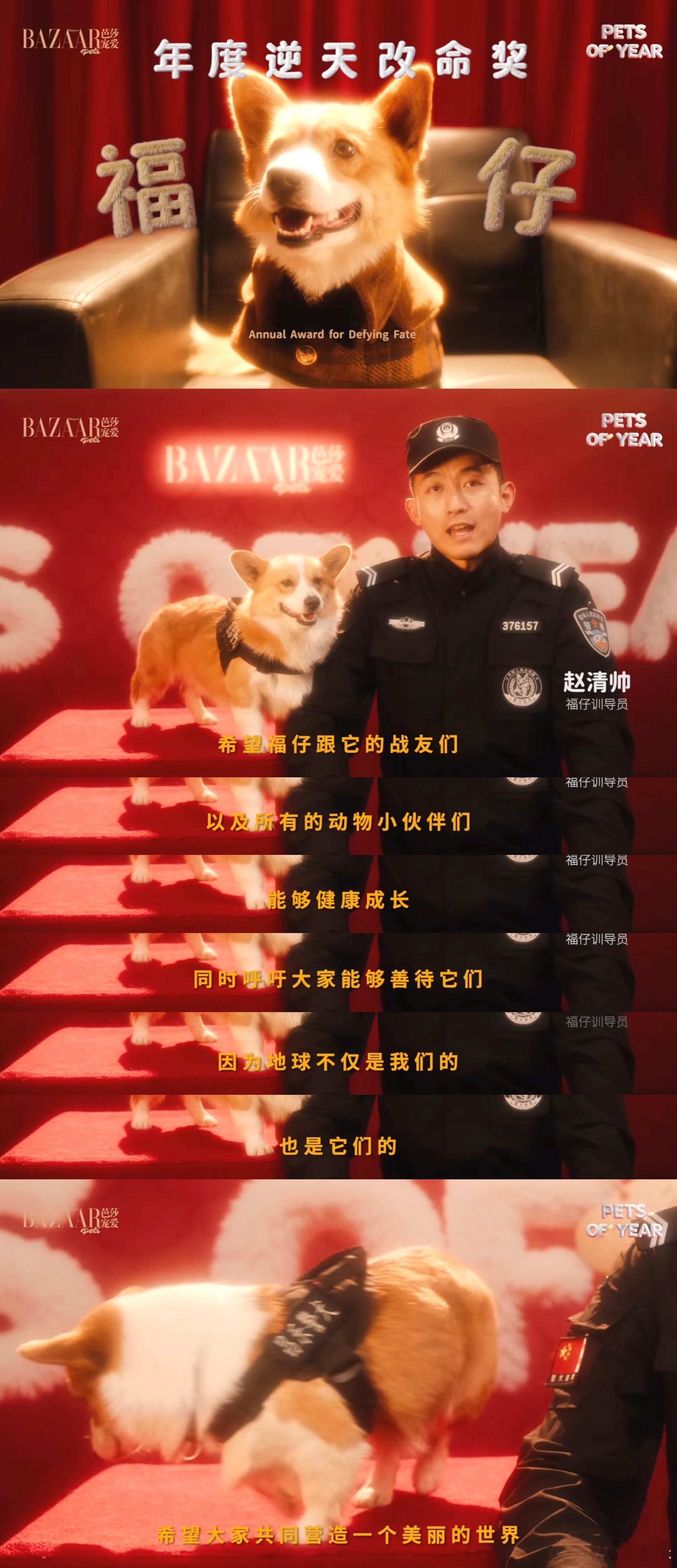 “芭莎宠爱Pets of the Year”芭莎为小猫小狗们颁奖并拍摄大片。这个