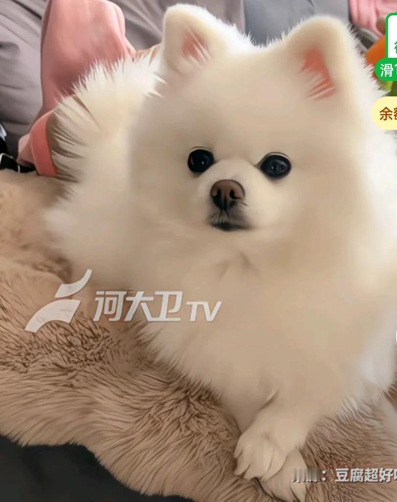 主人带狗狗去美容，回来好像换了一个品种，只见店员给它精致的把毛修没了，
毛茸茸的