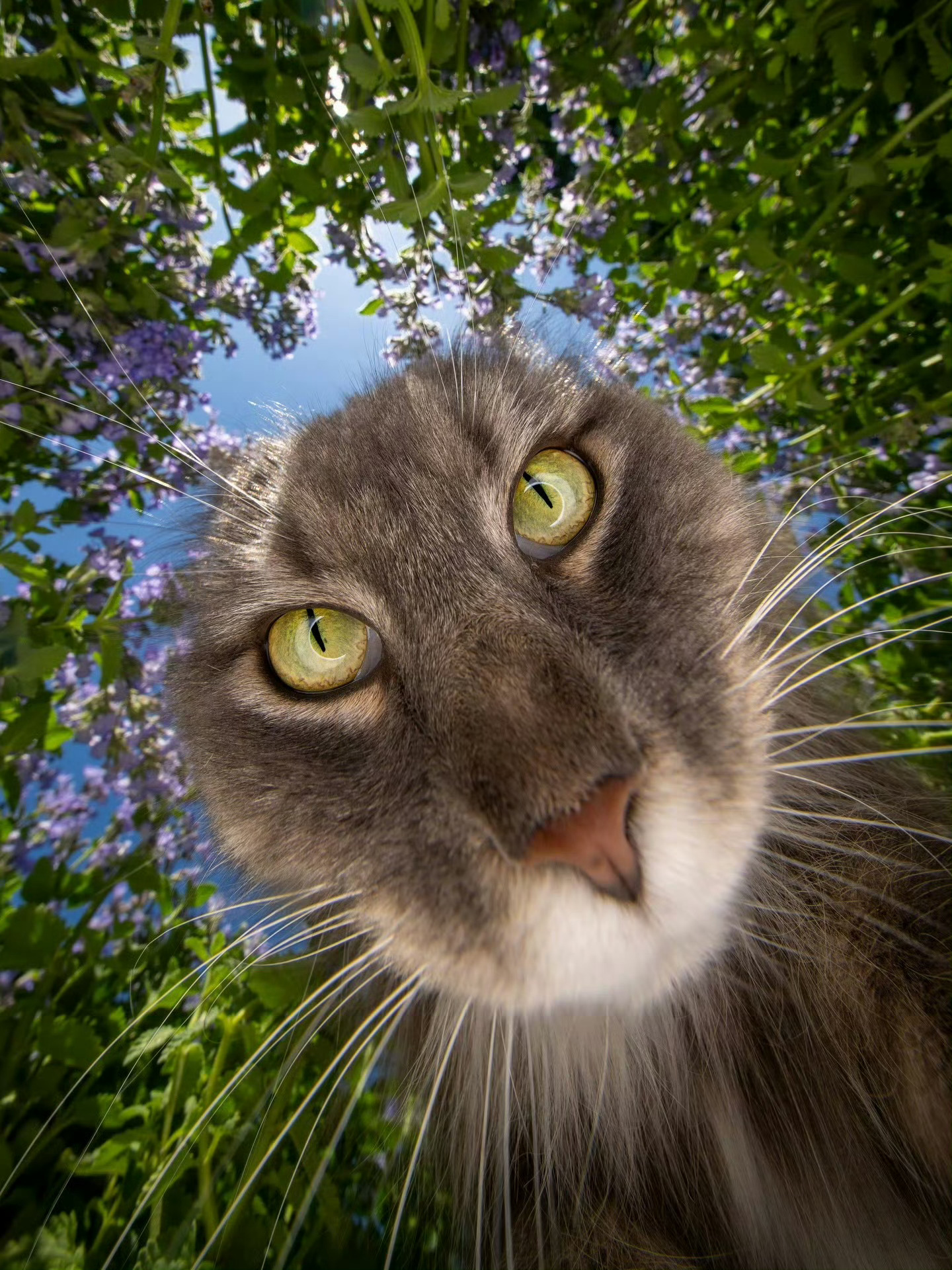 猫咪三连拍