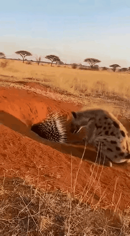 鬣狗啊鬣狗，你可真是“有眼不识泰山”，豪猪那一身刺你也敢招惹，这简直是“天雷勾地