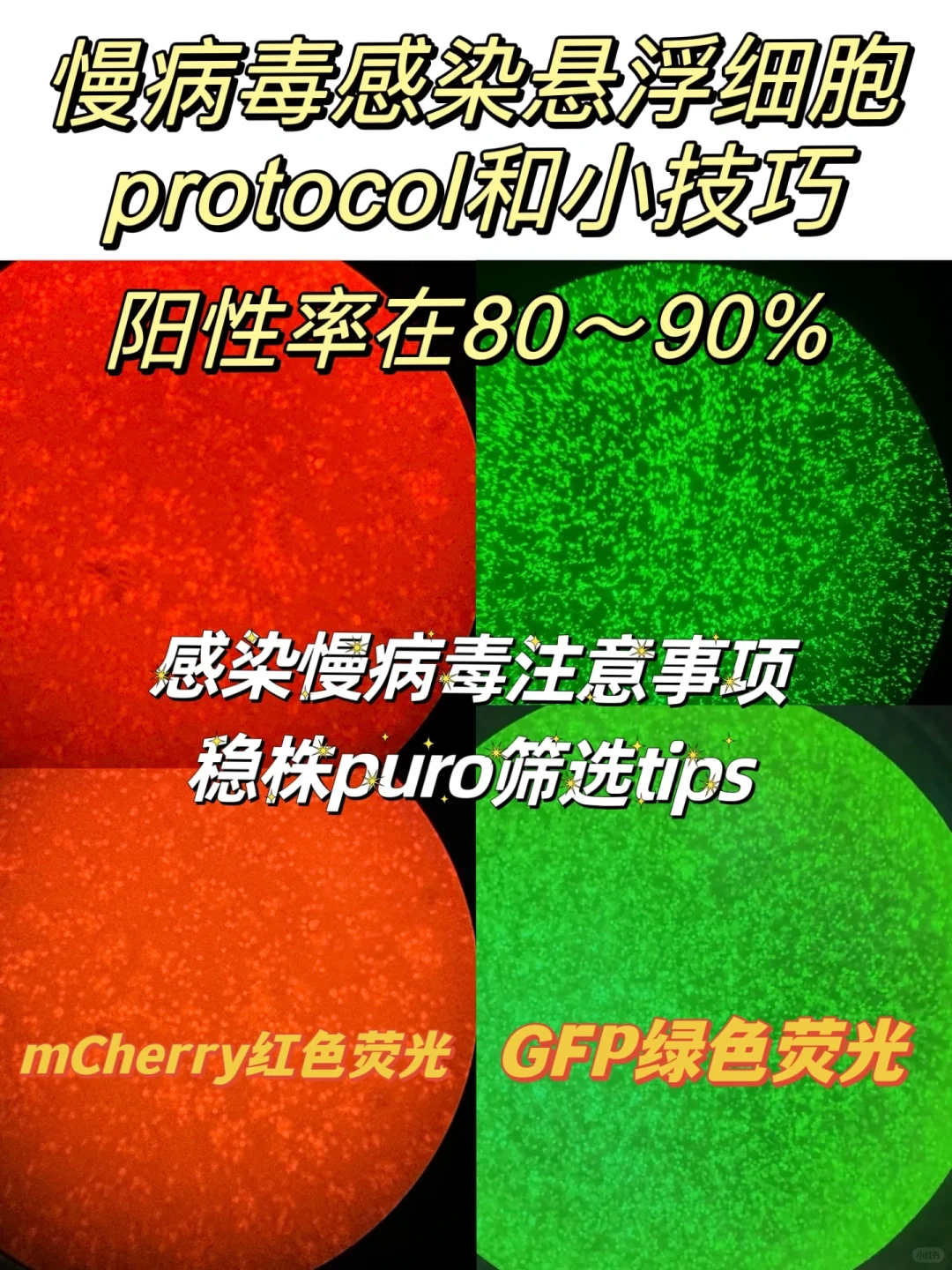 慢病毒包装/稳株构建的protocol和tips⚠️