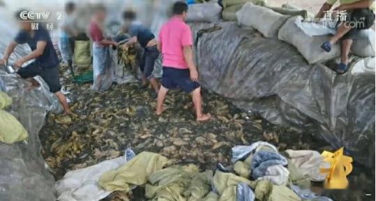 老坛酸菜已经塌无可塌了 知道是掏酸菜，不知道的还以为是掏化粪池突然想到酸菜鱼、酸