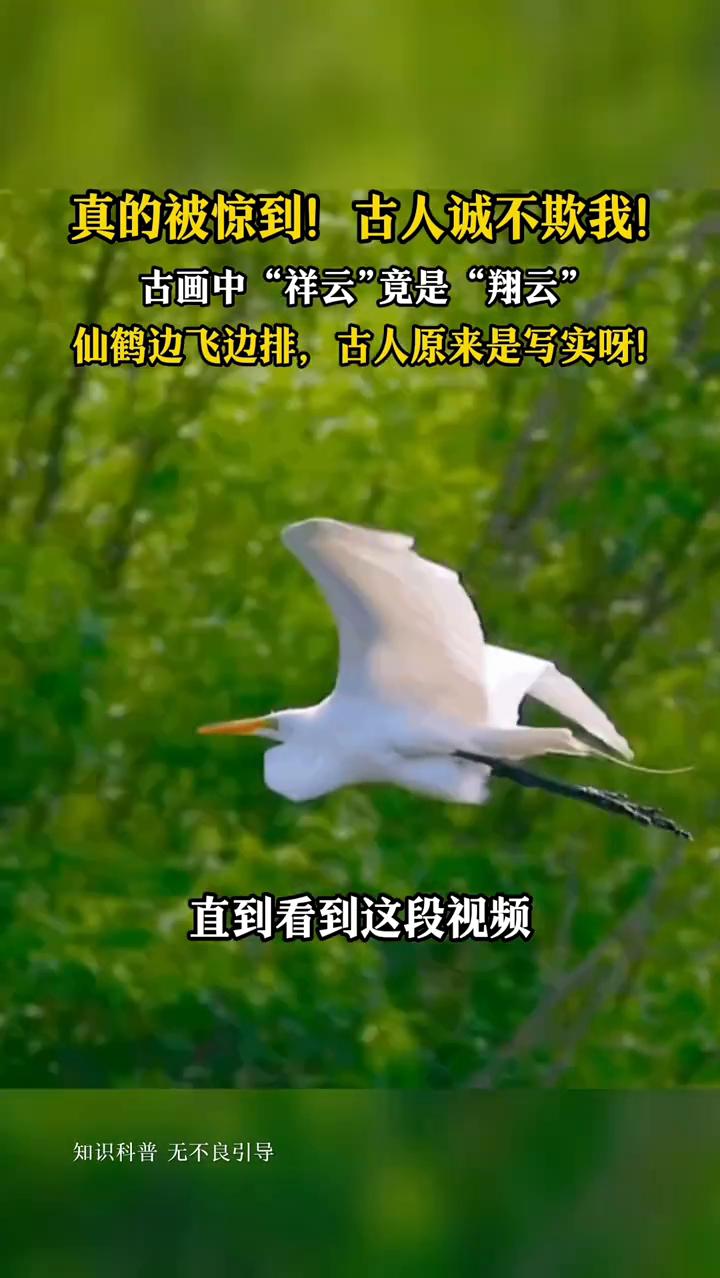 一直以为仙鹤旁边的祥云是古人的协议，直到看到这段视频，我直接被惊到了。原来一直以