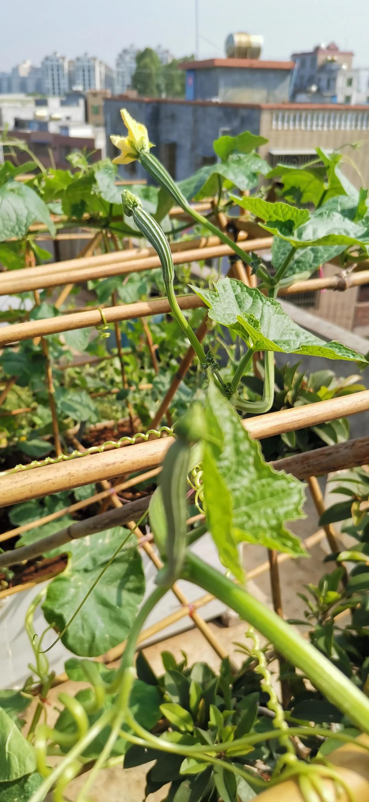 有阳台楼顶可真别闲着，稍微改造一下用外多多。看看我家的楼顶，种了一屋子的瓜，想吃