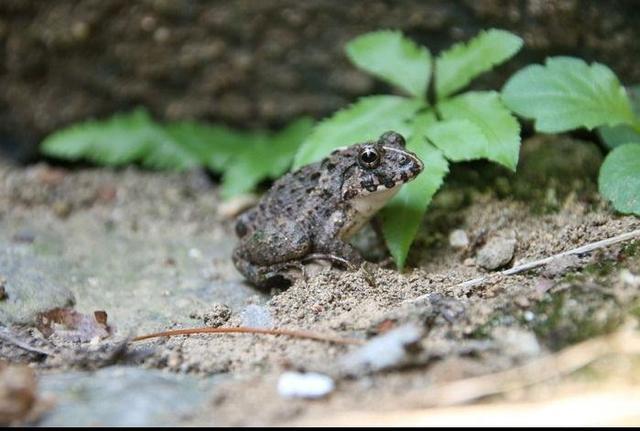 【当年胆大孩子不花钱的肉——青蛙腿】



当年的农村，吃肉比较少，但“嘴馋”的