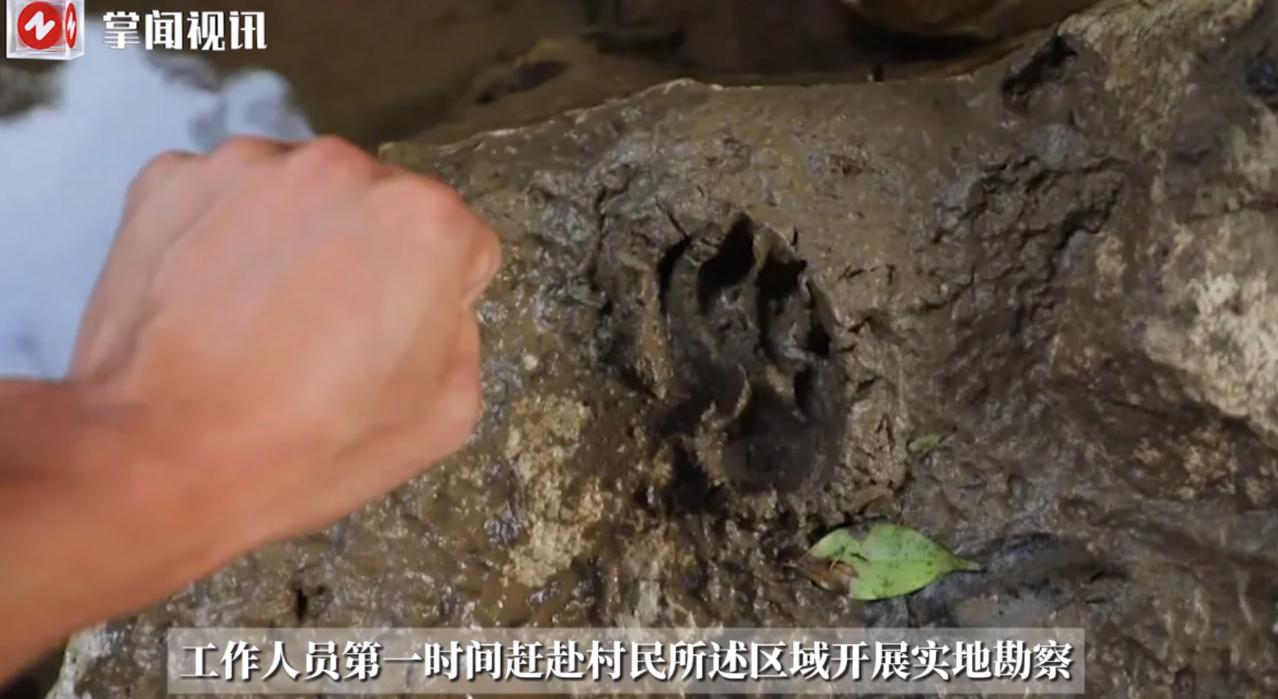 “匪夷所思！”8月15日，广西河池，一村民在上山钓鱼时，意外发现一只黄黑相间的大