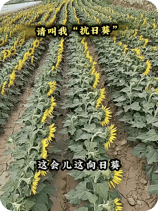 向日葵成了“抗日葵”！原来向日葵也有热的受不了的时候。天气太热的时候，向日葵也会