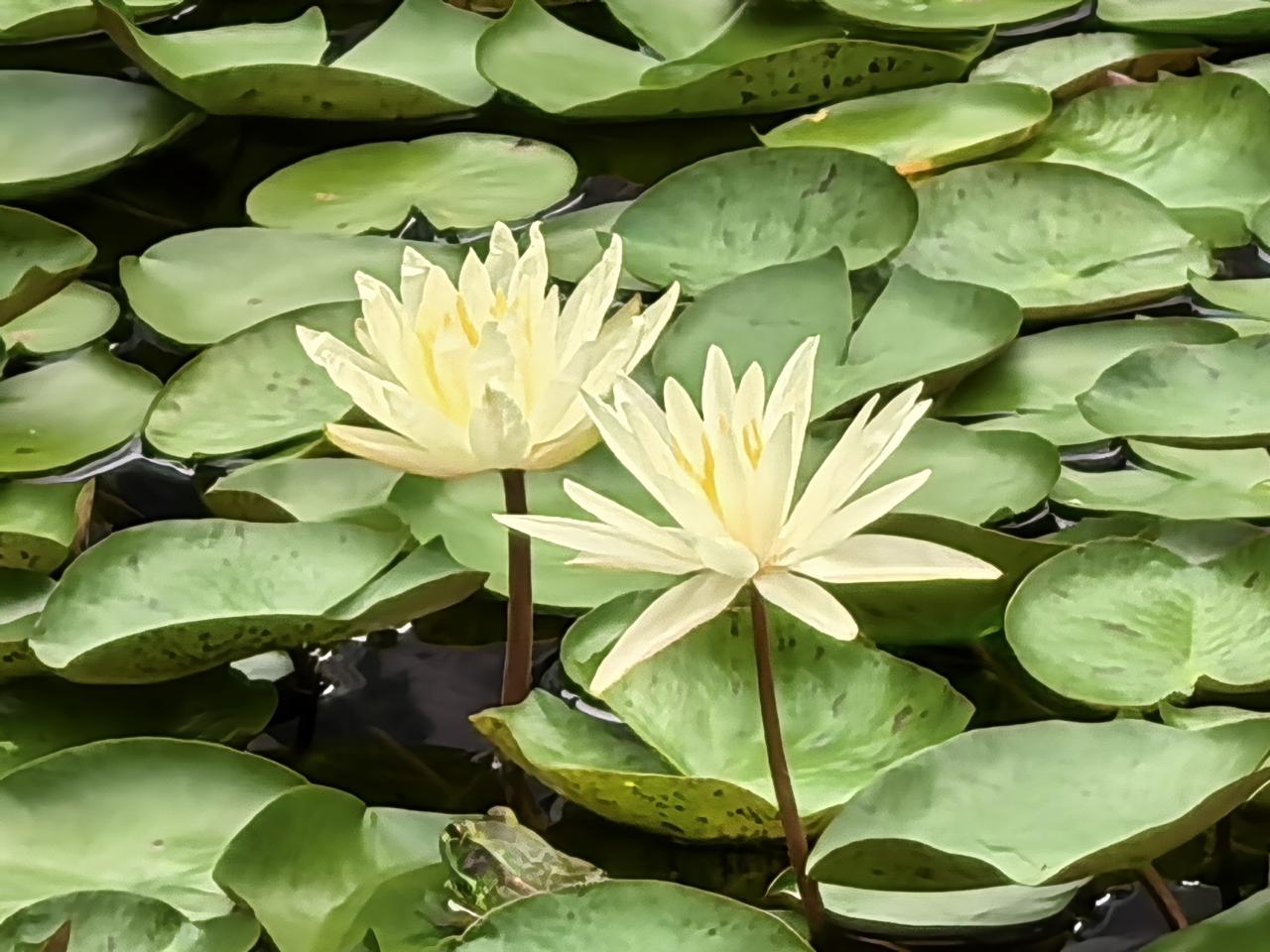粉嫩荷花开满池塘，静待夏日绽放