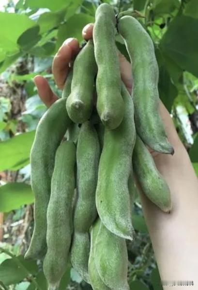 全株都有剧毒！可30年前却是农村人爱吃的蔬菜，湖南一男子只吃了两颗豆子就送进医院
