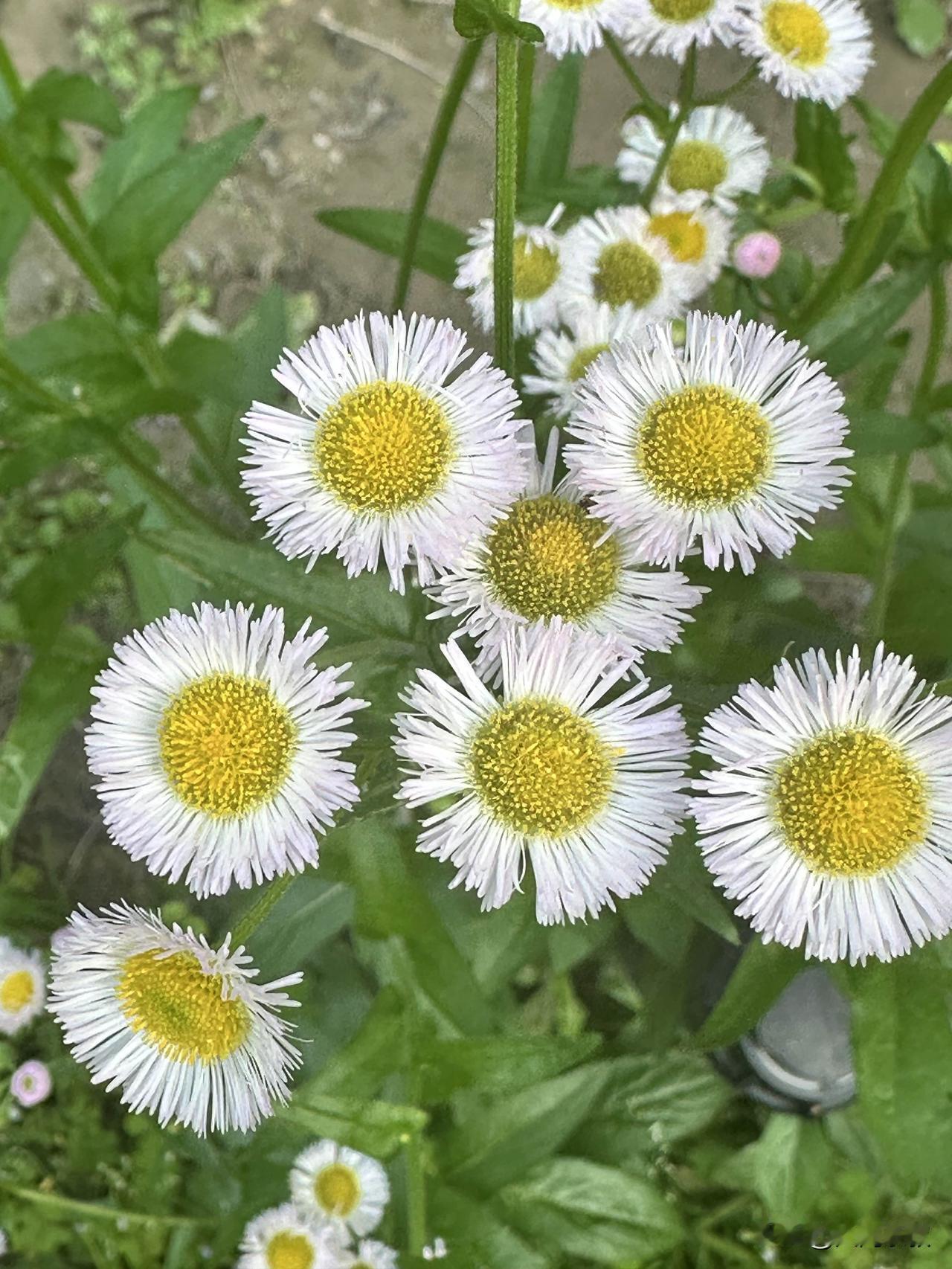 真的有不想上班的女人吗？

我觉得没有。

大部分是没有机会。找不到好工作的占大