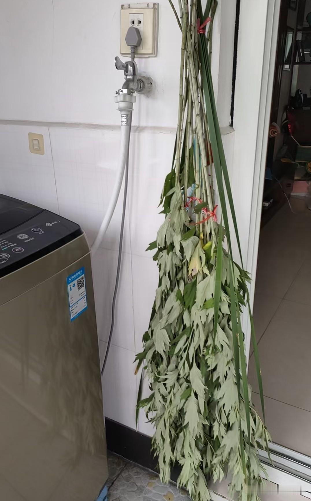 今年端午节，艾草和菖蒲叶的组合卖得比较便宜。昨天卖艾草的都是两块钱一把。

妻子