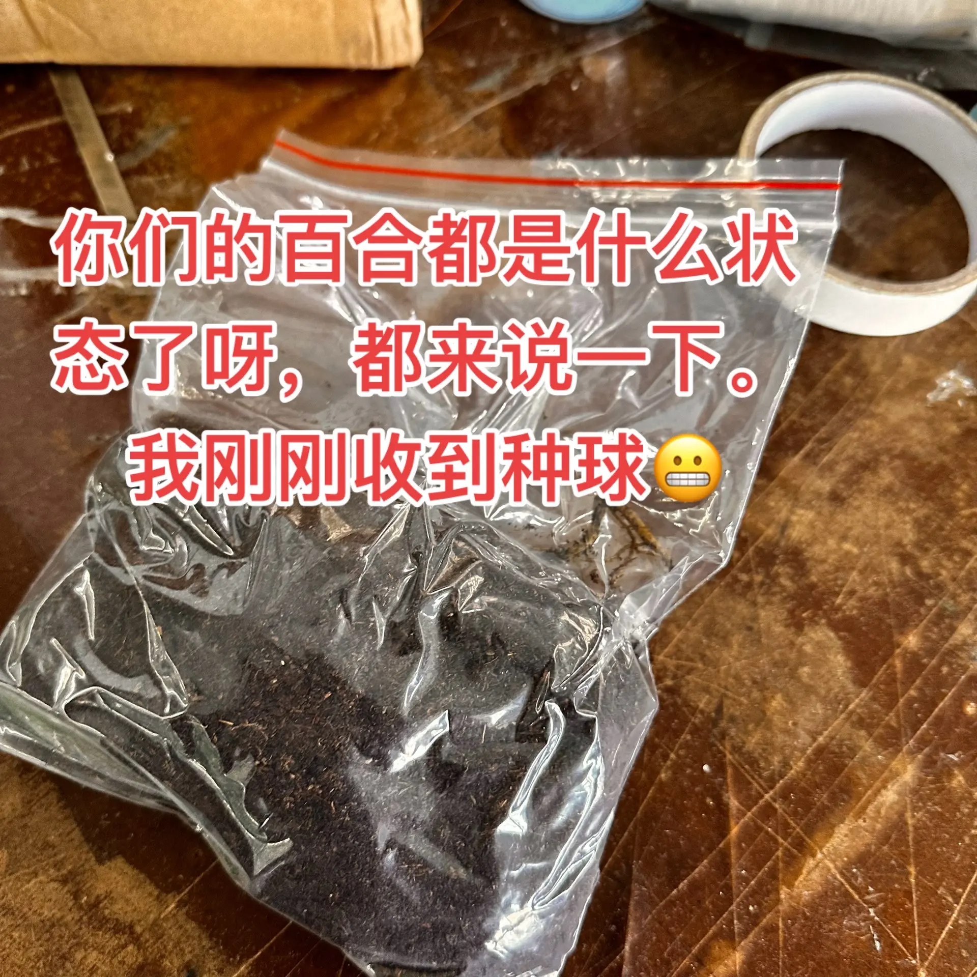 百合种球