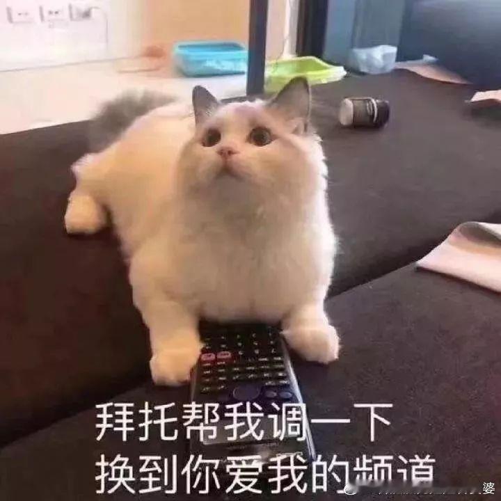 江苏卫视跨年节目单我要本叔、阳仔、松仔、宝仔、脸仔、野仔…… 