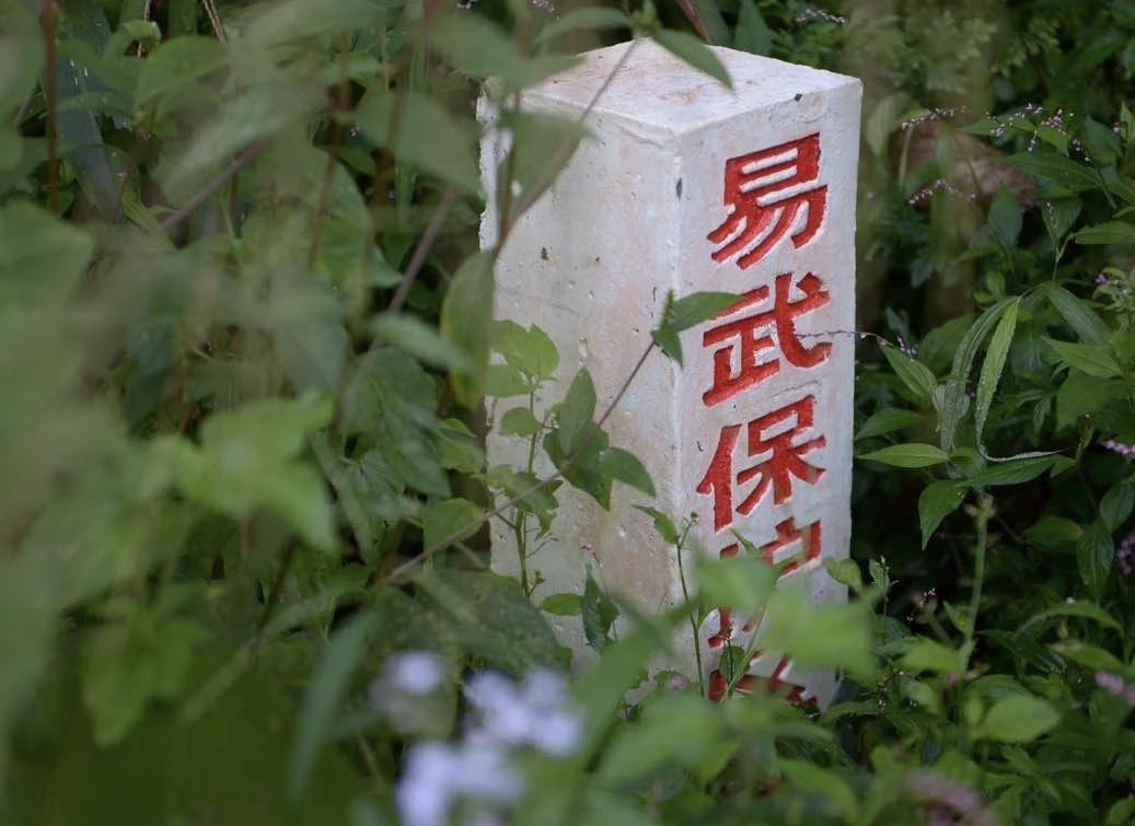 最近总喝云南的古树茶，尤其是易武瑶区的森林茶。每次品味都觉得很有意思，也总在想，