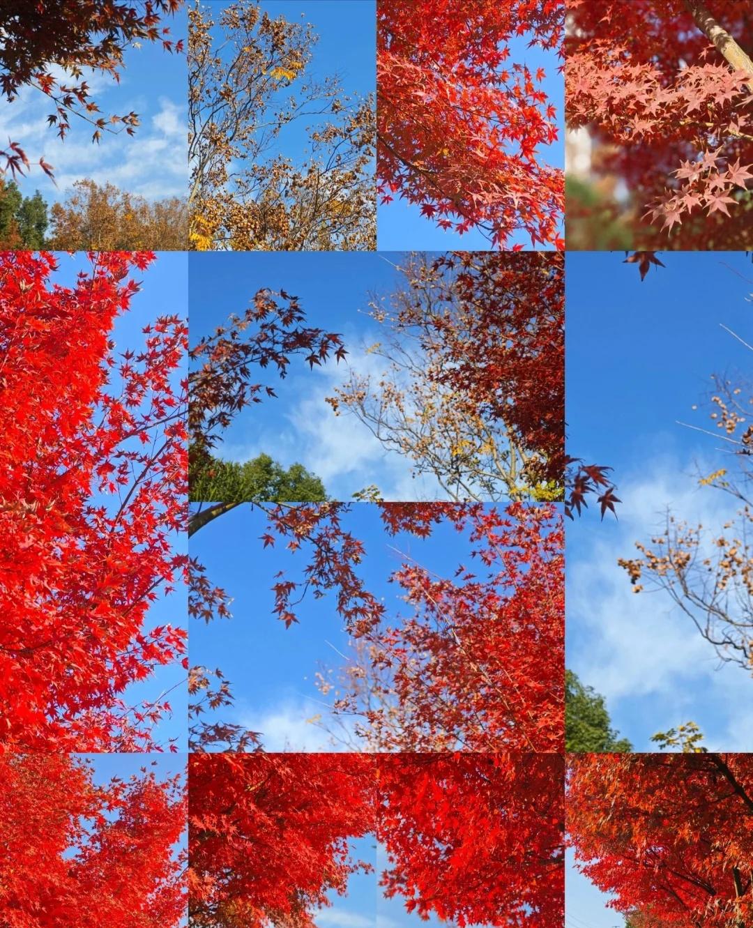 秋日限定红叶，错过等一年！🍁
万花都落尽，一树红叶烧，这秋天的“顶流”非它莫属