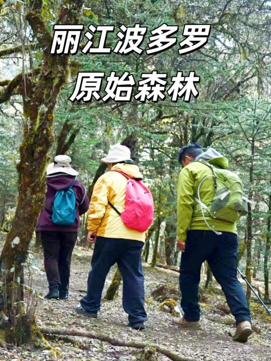 📍丽江波多罗||探秘原始森林之美