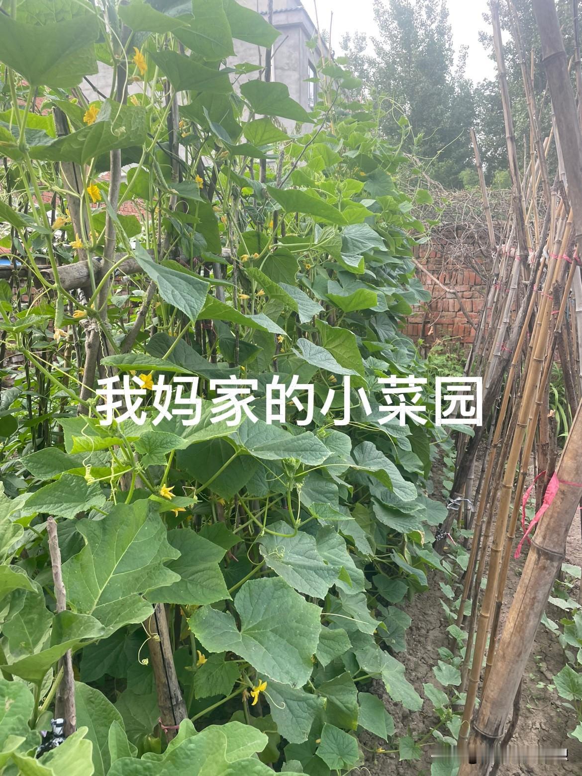 夏天吃根刚摘的黄瓜，脆生生的吃起来爽口又健康，自己家种的菜吃着就是放心！

这几