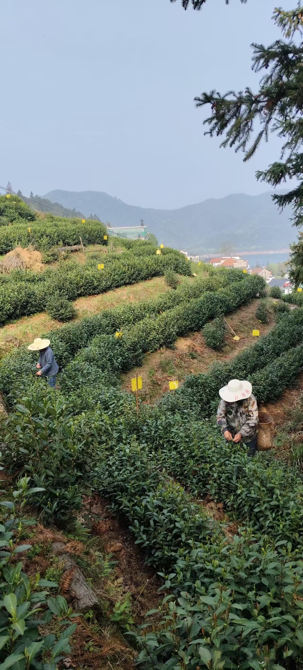 又是一年茶香时，我的头条同行好友@兰格子 又开始在自家茶园忙碌了。

她家住在黄