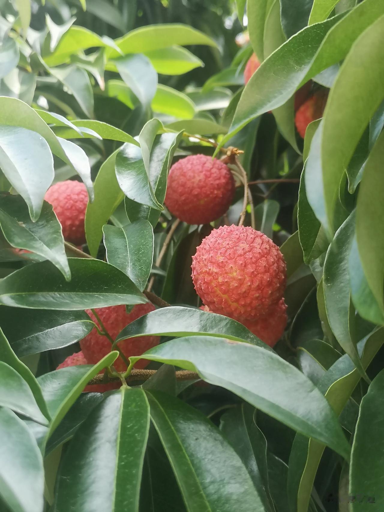 【广西灵山无村不荔枝】广西钦州灵山县，是广西荔枝产业第一大县，无论面积还是产量均