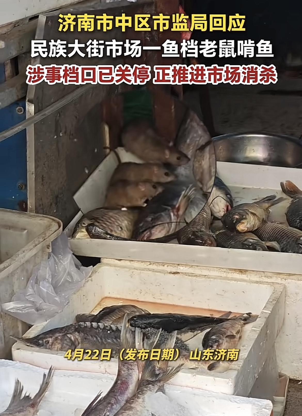 山东济南，一鱼档出现令人作呕的一幕，三只老鼠组团趴在鱼摊上，沉浸式啃咬一条大鲤鱼