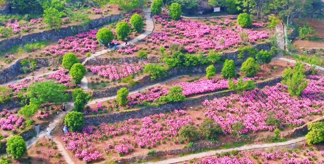 宜昌这个“花园城市”还真的名不虚传！又有一大片芍药花都开好啦，等着你去打卡！
五