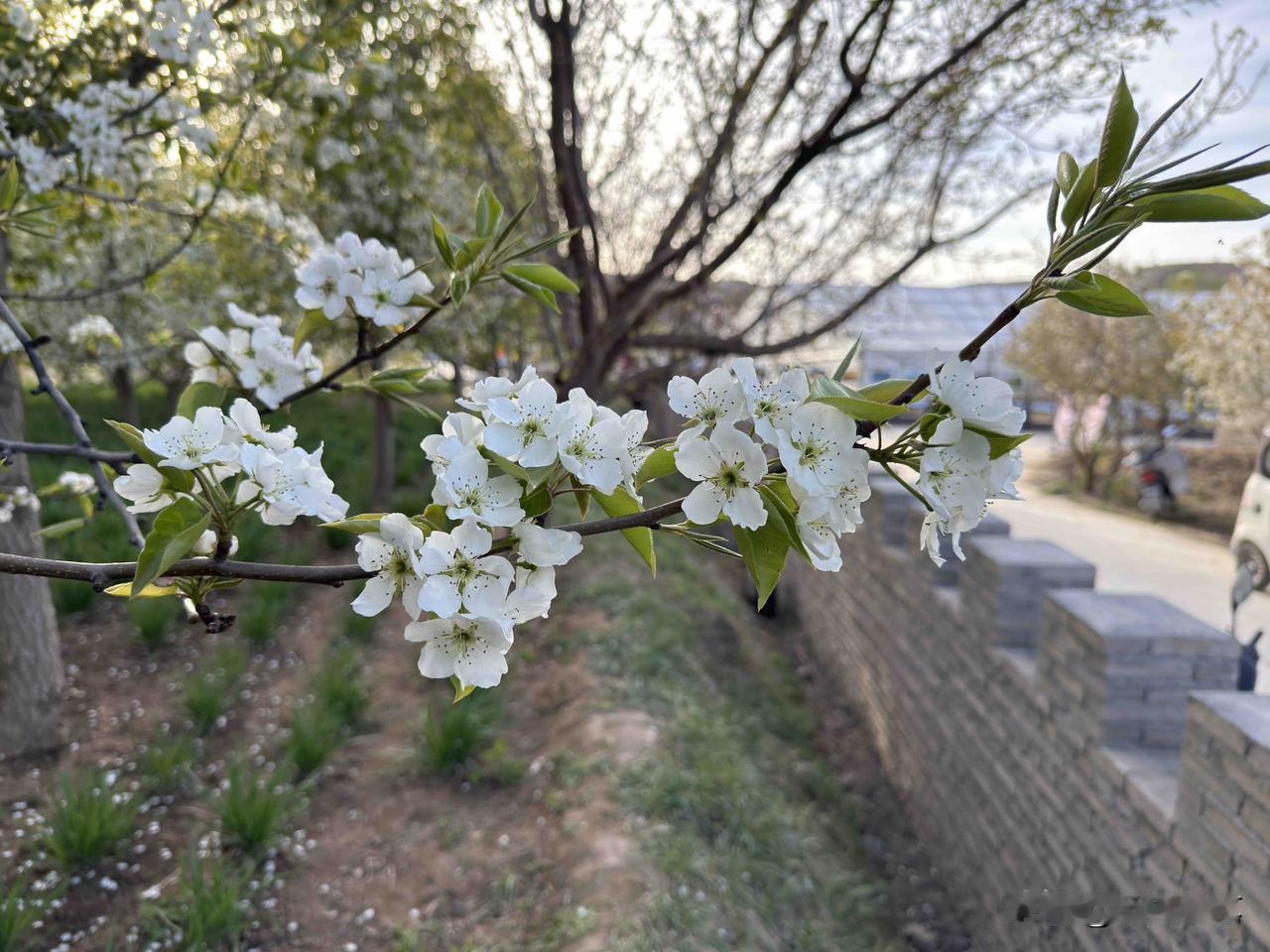 发一张你相册最近拍的花