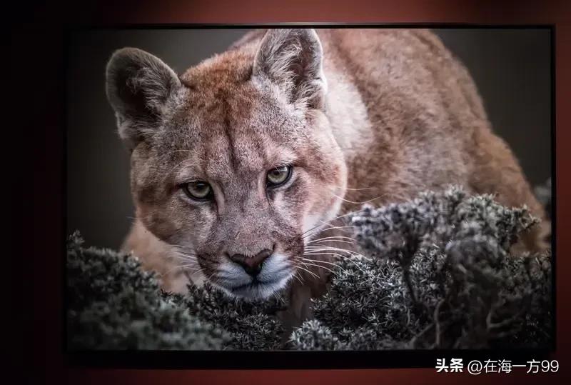 那些“索要者”自以为他代表了民意、民心，是在干“大事”，能一呼百应。回头一看响应