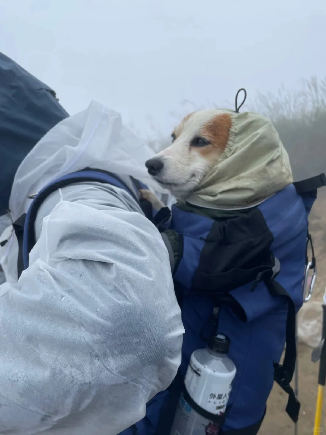 动物奇遇记动物奇趣  武功山反穿偶遇柯基“狼外婆”！穿雨衣背小背包，山顶瘫倒超会