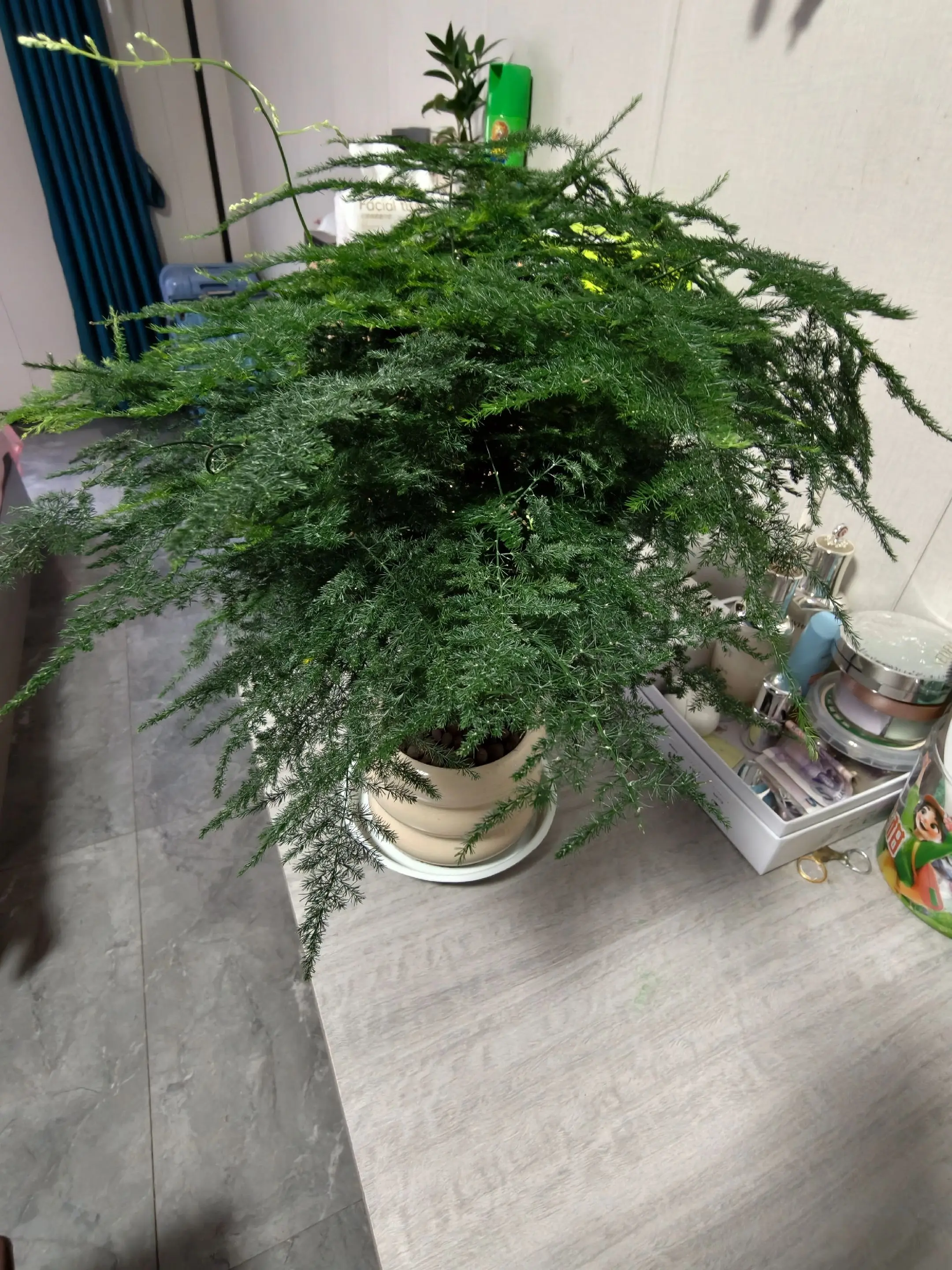 知道的太多了不好容易被噶😀😀 可是风偏偏吹到了我这里，自然就知道了...