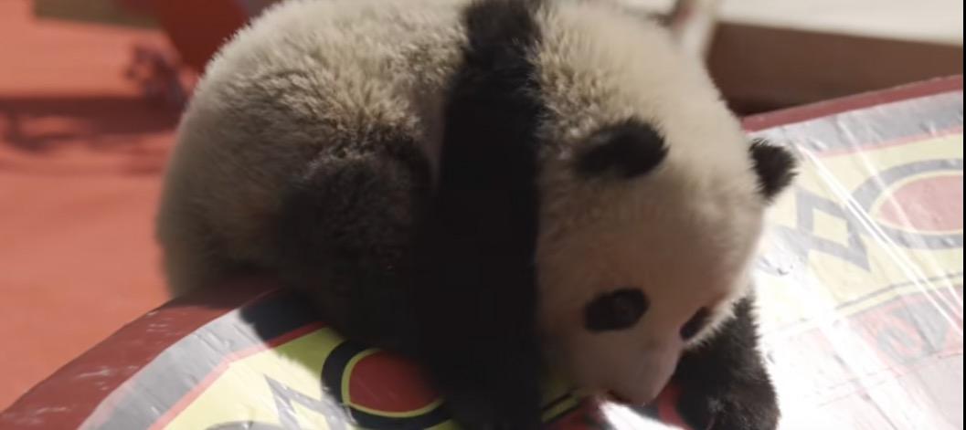 #大熊猫家美大崽死因公布#【大熊猫“家美”大崽死因曝光，出现严重低氧血症等！未满