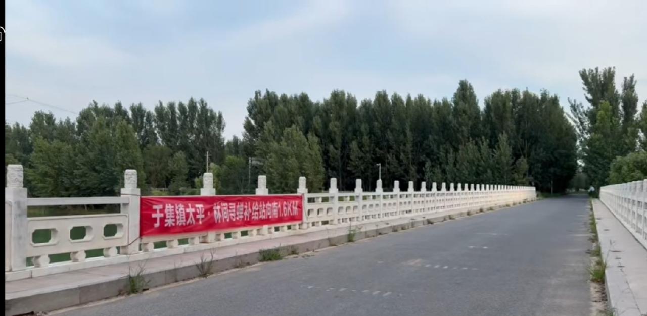 咱聊城人现在可会享受了！你看这片杨树林子，傍晚凉快得很，地上落着松针踩上去软乎乎