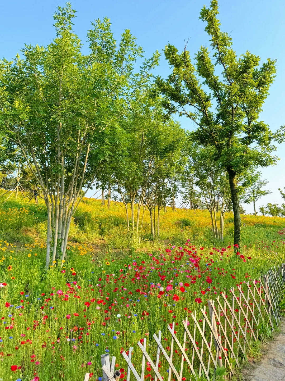 6.4实况！小麦岛虞美人真的美到new level..