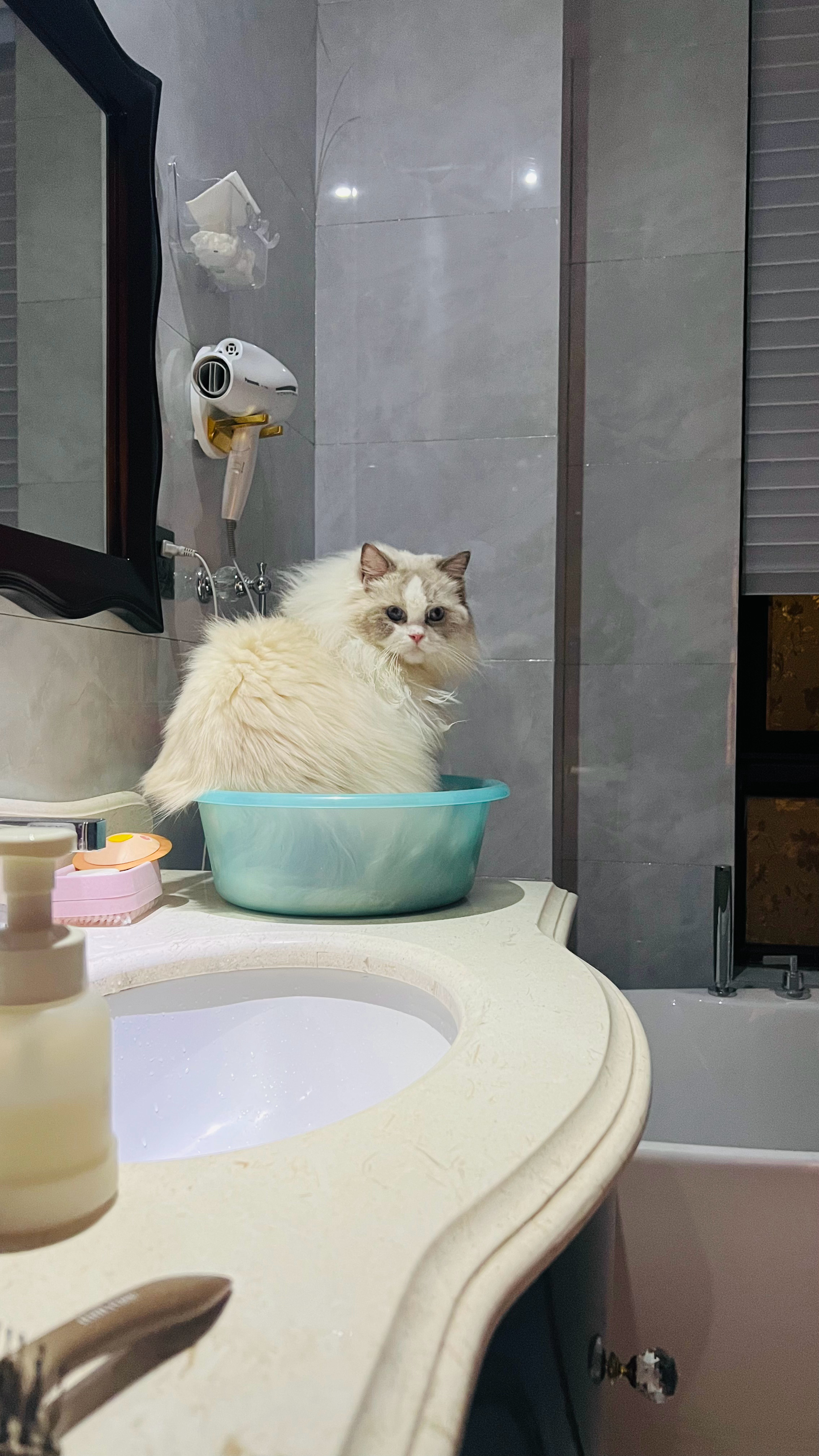 这不是你的猫窝啊傻闹闹[泪奔] ​​​