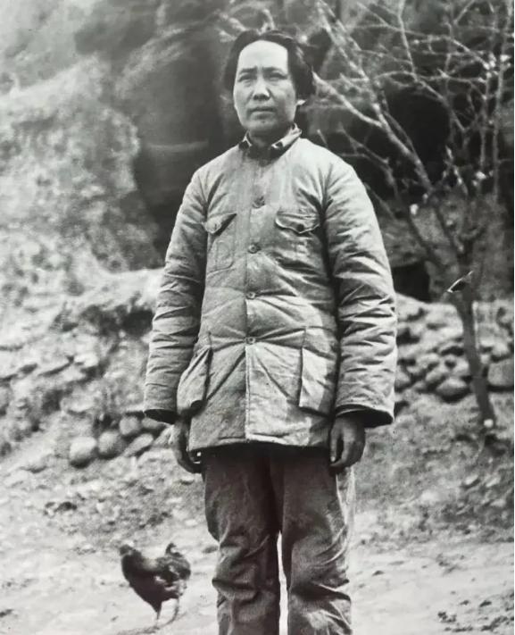 这张照片里，一只公鸡意外闯入镜头，和毛主席一同定格在延安的土地上。很多人第一眼就