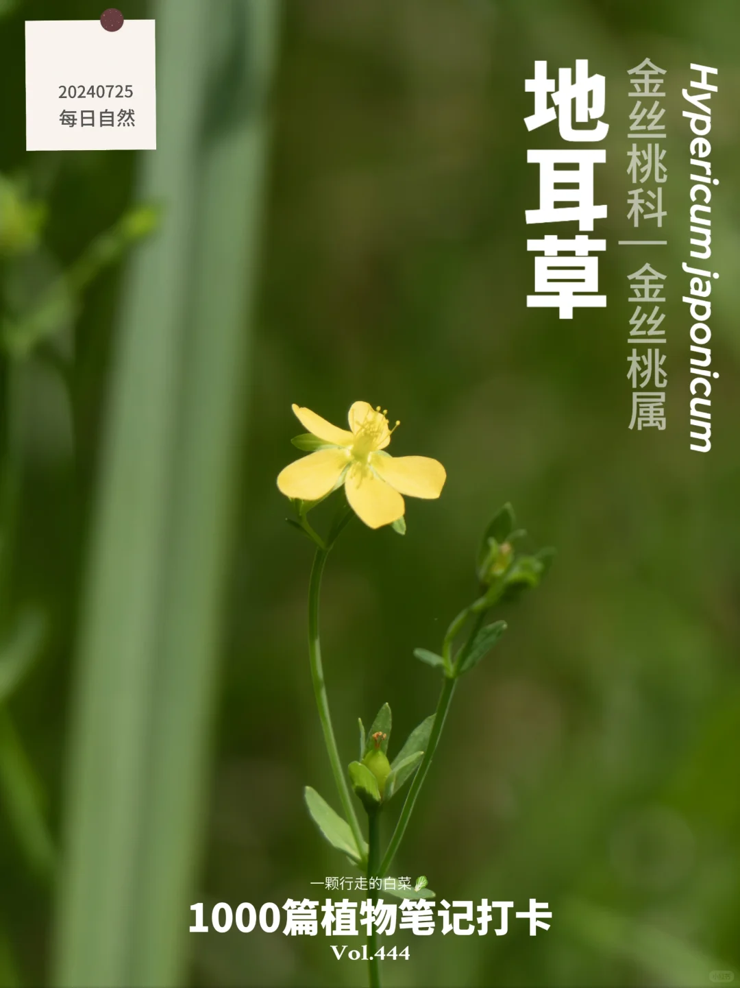 植物笔记444 | 路边的小黄花见过吗？