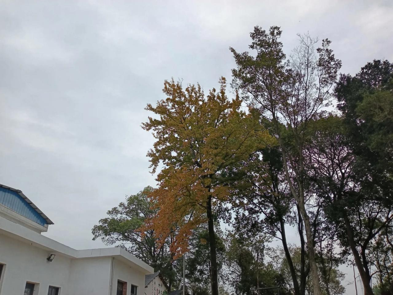 枫叶黄
秋风凉枫叶渐黄！甲辰年九月十一上午拍。