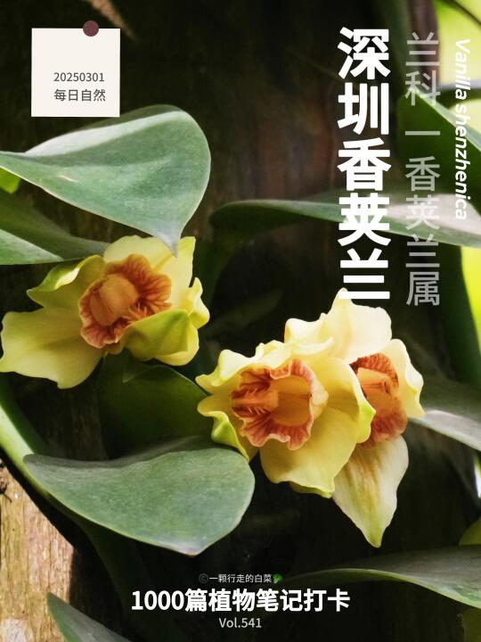 植物笔记541｜18年的等待，国保大规模开花