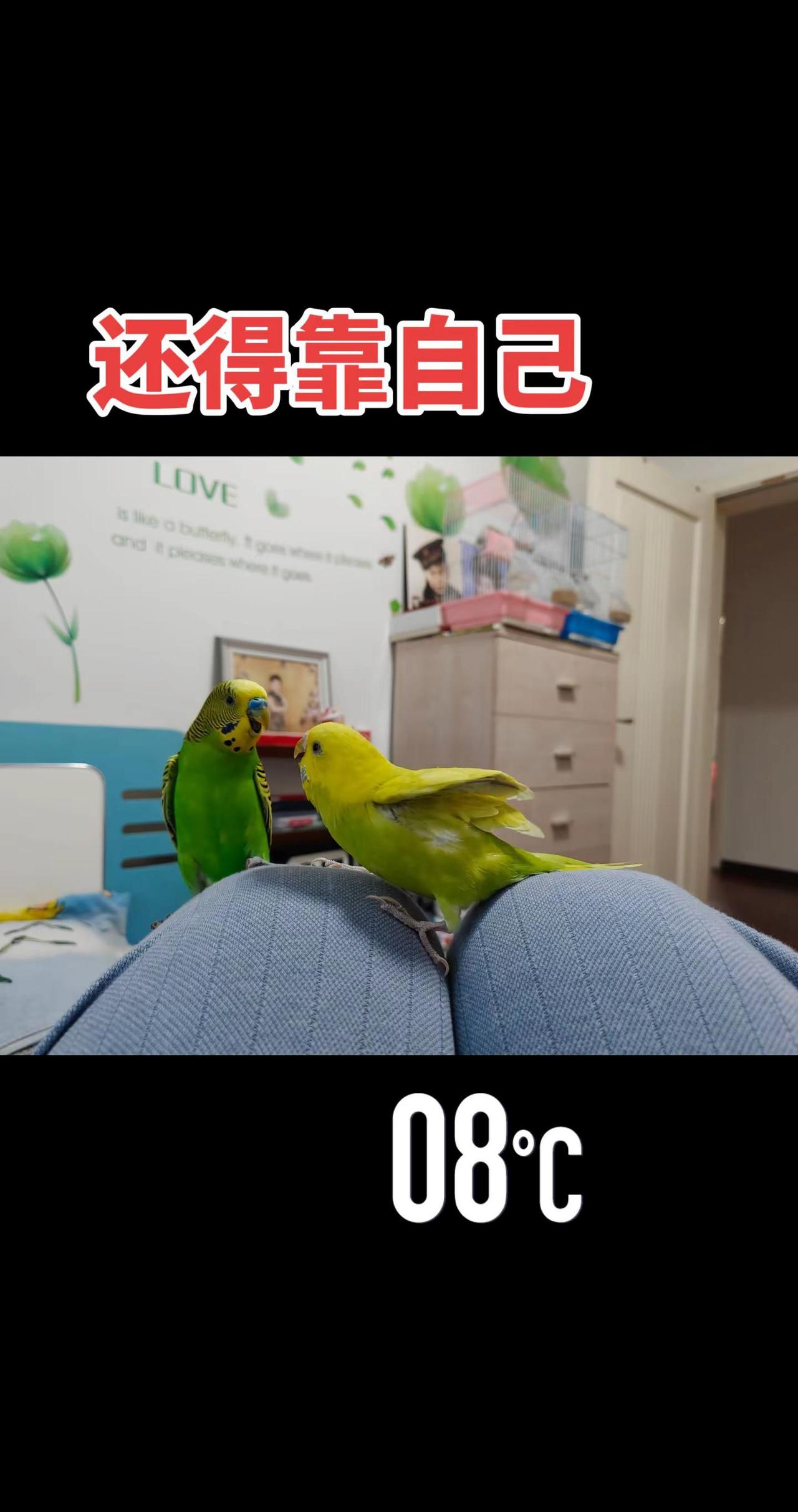 听完之后恍然大悟。🦜这俩货在密谋啥？！养鹦鹉的快乐谁懂啊～每一秒都有新惊喜！