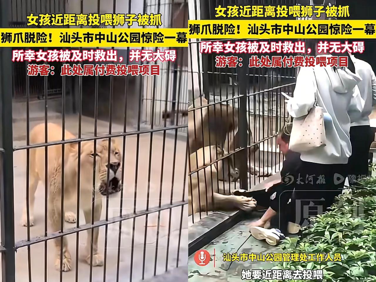 “太惊险了，还好没事！”广东汕头一女孩在中山公园投喂狮子时，突然被狮子伸出爪子，