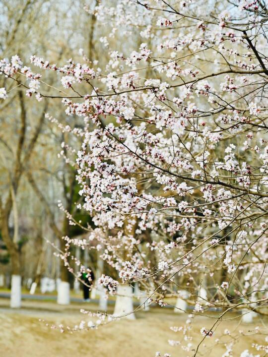 3.13实况❗奥森桃花沟少量开花🌸