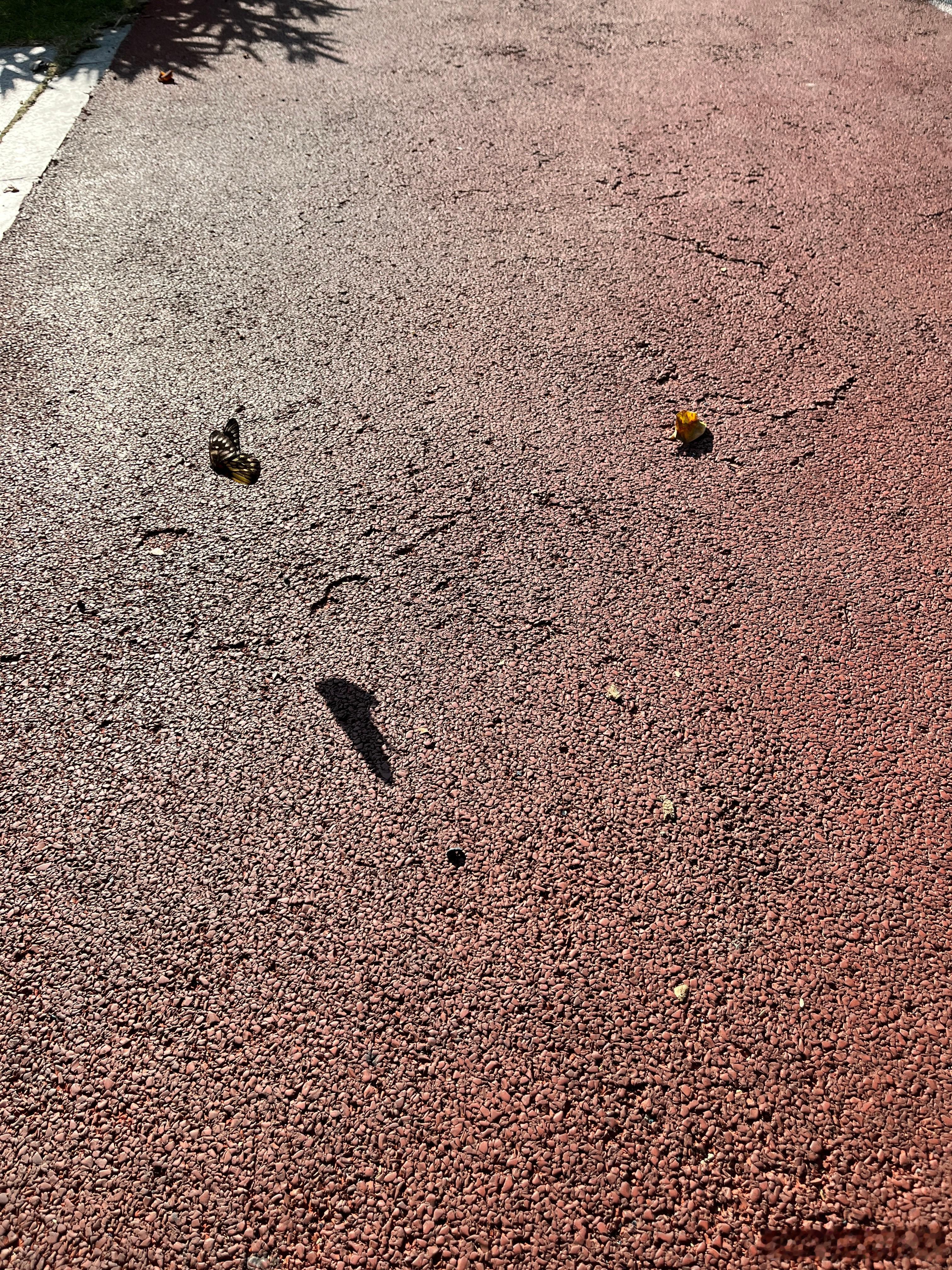 好漂亮的蝴蝶，好像受伤了，飞不高，我想把它放在旁边的树上，我一靠近，它就飞走，可