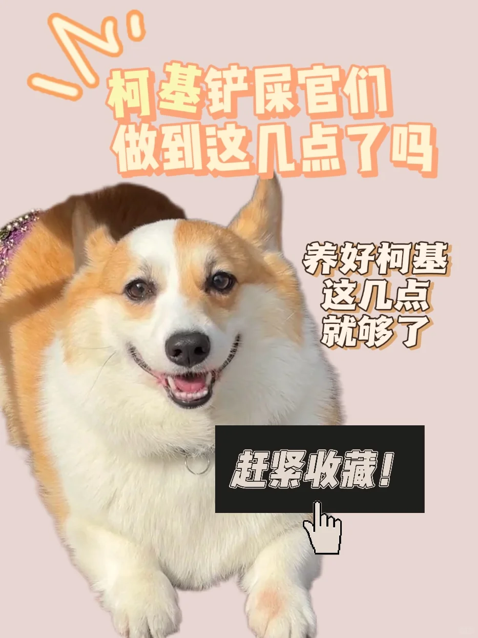 铲屎官做到以下几点就能养好柯基！