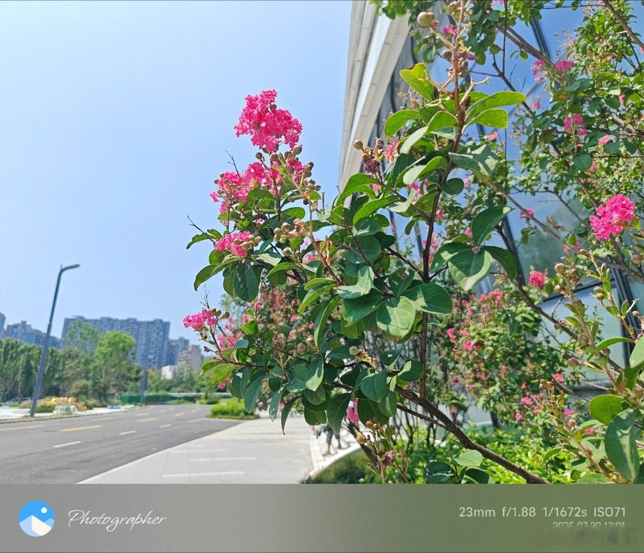 《叹贵妃》​花有几斤重，岂敢压枝弯。​本是根不正，焉能怪红颜。成都生活[超话] 