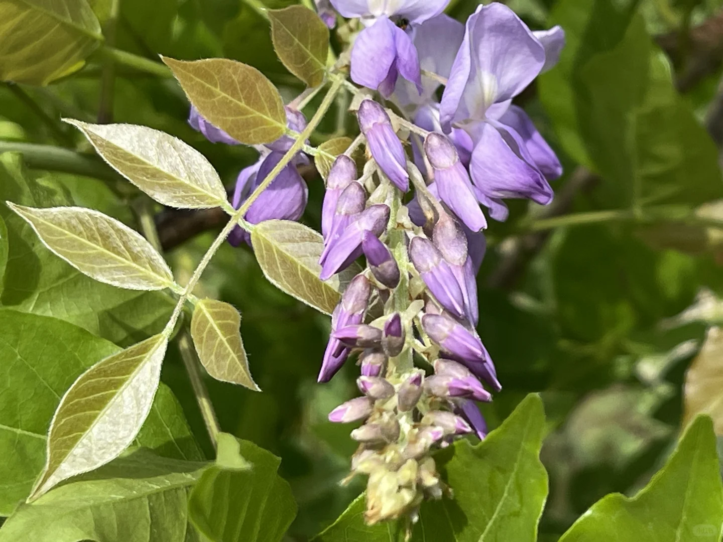 福建的紫藤开花了