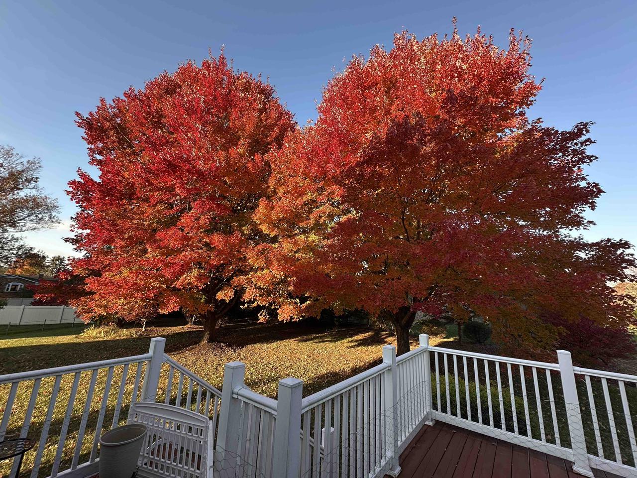 后院秋色尽收眼底