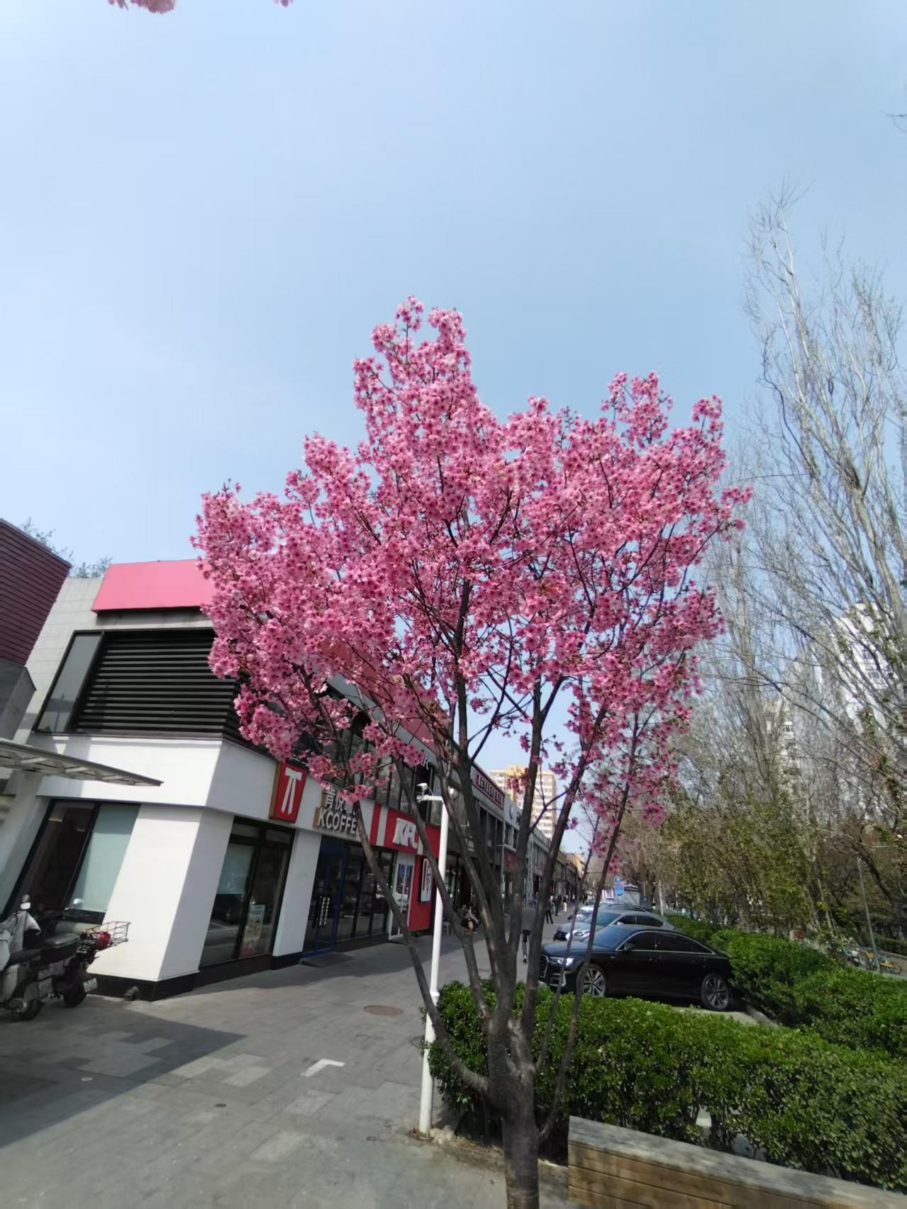 侯马的春天就像一幅绚丽的画卷。气温慢慢回暖，街道两旁的树木开始冒出嫩绿的新芽，桃