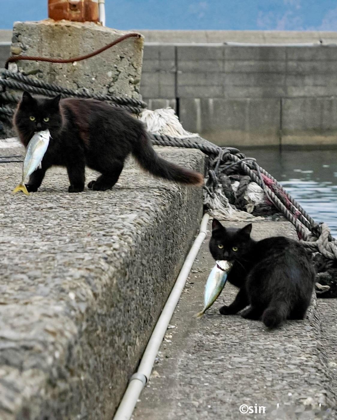 渔猫兄弟🐟cr：simabossneko ​​​