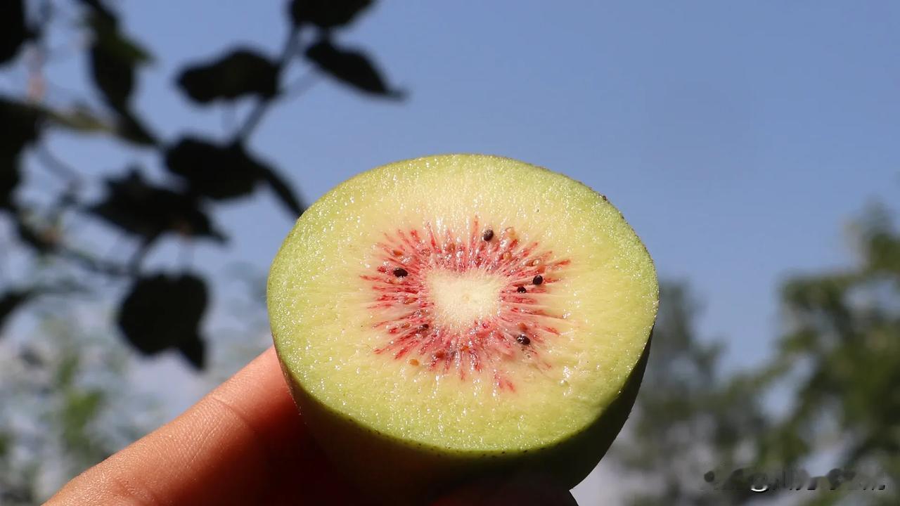 金秋八月，果实成熟，裹一身戎装，珍一世珍宝，又到了一年一度家里猕猴桃成熟的时节了